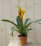Bromelia geel/rood 30 cm