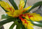 Bromelia geel/rood 30 cm