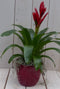 Bromelia rode pot 30 cm