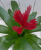 Bromelia rode pot 30 cm