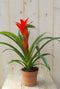 Bromelia rood 30 cm