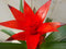 Bromelia rood 30 cm