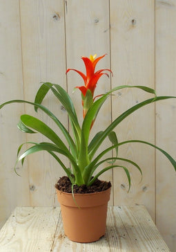 Bromelia rood/geel 30 cm