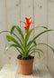 Bromelia rood/geel 30 cm