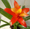 Bromelia rood/geel 30 cm