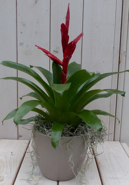 Bromelia taupe pot 30 cm