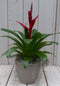 Bromelia taupe pot 30 cm