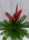 Bromelia taupe pot 30 cm