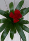 Bromelia witte pot 30 cm