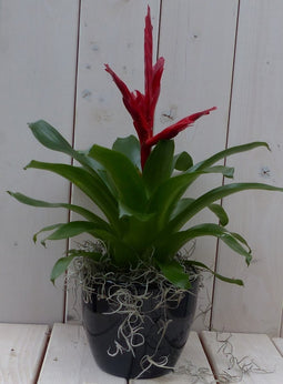 Bromelia zwarte/antraciete pot 30 cm