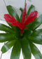 Bromelia zwarte/antraciete pot 30 cm