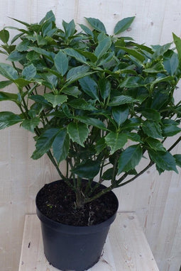 Broodboom Aucuba Japonica 100 cm Groen