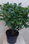 Broodboom Aucuba Japonica 100 cm Groen
