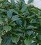 Broodboom Aucuba Japonica 100 cm Groen