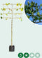 Leiplataan 240 cm | Platanus hispanica 16-20 cm 240 cm| Bomenbezorgd.nl