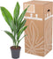 Aspidistra ↨ 60cm - hoge kwaliteit planten