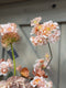 Brynxz | Zijdebloem | Prunus | Peach | 84cm