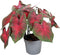 Plant in a Box - Caladium Postman Joyner - Tropische Kamerplant - Pot 12cm - Hoogte 25-40cm