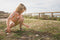 BS Toys Annemaria Koekoek - Hout - FSC - Vanaf 8 jaar - Buitenspeelgoed - 2 tot 12 spelers - Actief Spel