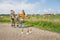 BS Toys Ringwerpen Vogels - Buitenspeelgoed - Werpspel kinderen - Werpspel hout - Spelletjes voor kinderen - Buiten speelgoed - Buitenspel - Buiten Spellen - Tuin Speelgoed - Houten speelgoed