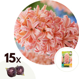 Plant in a Box - Hyacinthus Gipsy Queen - 15x Winterharde Bloembollen Hyacinten - Vroegbloeiende bloembollen voor de Tuin