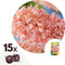 Plant in a Box - Hyacinthus Gipsy Queen - 15x Winterharde Bloembollen Hyacinten - Vroegbloeiende bloembollen voor de Tuin