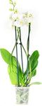 Phalaenopsis Wit – ↨ 60cm – ⌀ 12cm