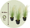 Plant in a Box - Stipa tenuifolia 'Pony Tails' - Set van 3 Stipa 'ponytail' grassen - Verdergras - Pot 9cm - Hoogte 20-30cm