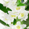 Dendrobium Nobile Apollon 3T – ↨ 50cm – ⌀ 12cm