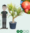 Granaatappelboom Punica granatum h 155 cm st. omtrek 35 cm