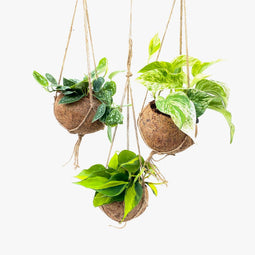 Kokodama Scindapsus Mix