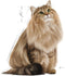 Royal Canin Urinary Care - Katten Natvoer in Gravy - 12 x 85 gr