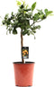 Goed & Groen - Citrus Lemon - ↨ 65cm - Potmaat 19 - Kwaliteit Planten - Kamer Plant - Kamerplanten - Sfeer