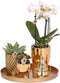 Kolibri Company | Gift set Christmas gold | Plantenset met witte Phalaenopsis Orchidee en Succulenten incl. keramieken sierpotten