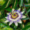 Plant in a Box - Mix van 6 Passiflora - Passievrucht - Klimplant - Pot 9cm - Hoogte 25-40cm