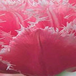 3 stuks - JUB - Tulipa Queensland 4 bollen