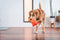 Animal Boulevard Df-ka-or-ns - Speelgoed Voor Dieren - Hond - Rd Durables Kangoeroe Oranje- 23,5cm