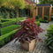 Plant in a Box - Japanse esdoorn 'Black Lace' - Set van 2 - Japanse esdoorn winterhard Limited Edition - Pot 19cm - Hoogte 60-70cm