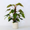 Plant in a Box - Philodendron 'Imperial Red' - Kamerplant - ⌀19 cm - Hoogte 50-55cm