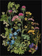 Thea Gouverneur - Borduurpakket met telpatroon - 424.05 - Voorgesorteerde DMC Garens - Wilde kruiden - Zwart Aida - 35 cm x 46 cm - DIY Kit