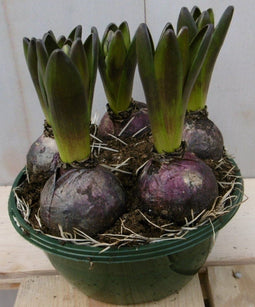 3 stuks! Hyacint wit in schaaltje