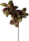 Buitengewoon de boet - Berkenblad groen rood 120 cm