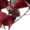 Buitengewoon de boet - Berkenblad rood bruin 120 cm