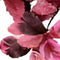 Buitengewoon de boet - Berkenblad roze rood 120 cm