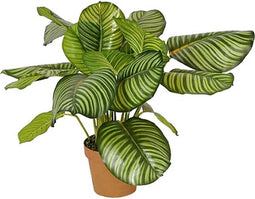 Buitengewoon de boet - Calathea rotundifolia 70 cm