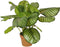 Buitengewoon de boet - Calathea rotundifolia 70 cm