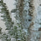 Buitengewoon de boet - Eucalyptus tak groen 78 cm