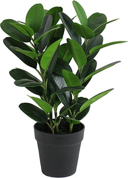 Buitengewoon de boet - Garcinia bonsai 45 cm