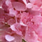Buitengewoon de boet - Kunst hortensia pluim roze 85 cm