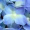 Buitengewoon de boet - Kunst hortensia tak blauw 92 cm
